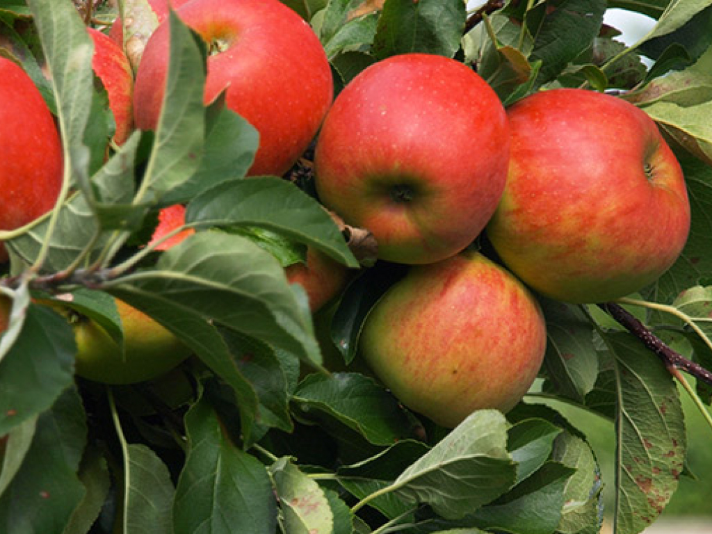 Frutta