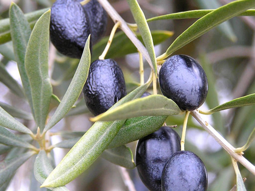 Olio