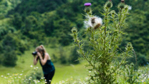 una pianta con un fiore viola in primo piano nella natura