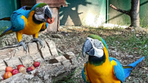 pappagalli