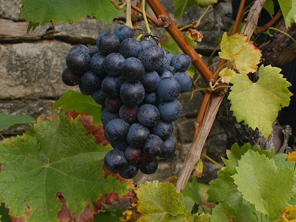 Vino san ginesio