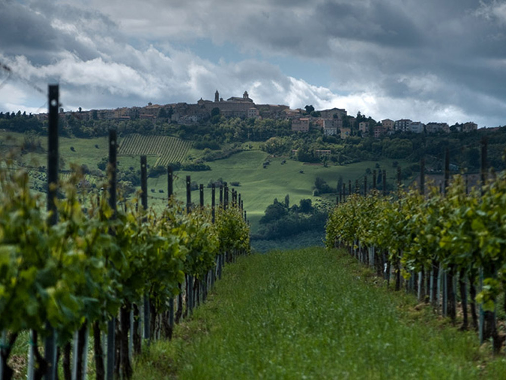 Verdicchio di Jesi