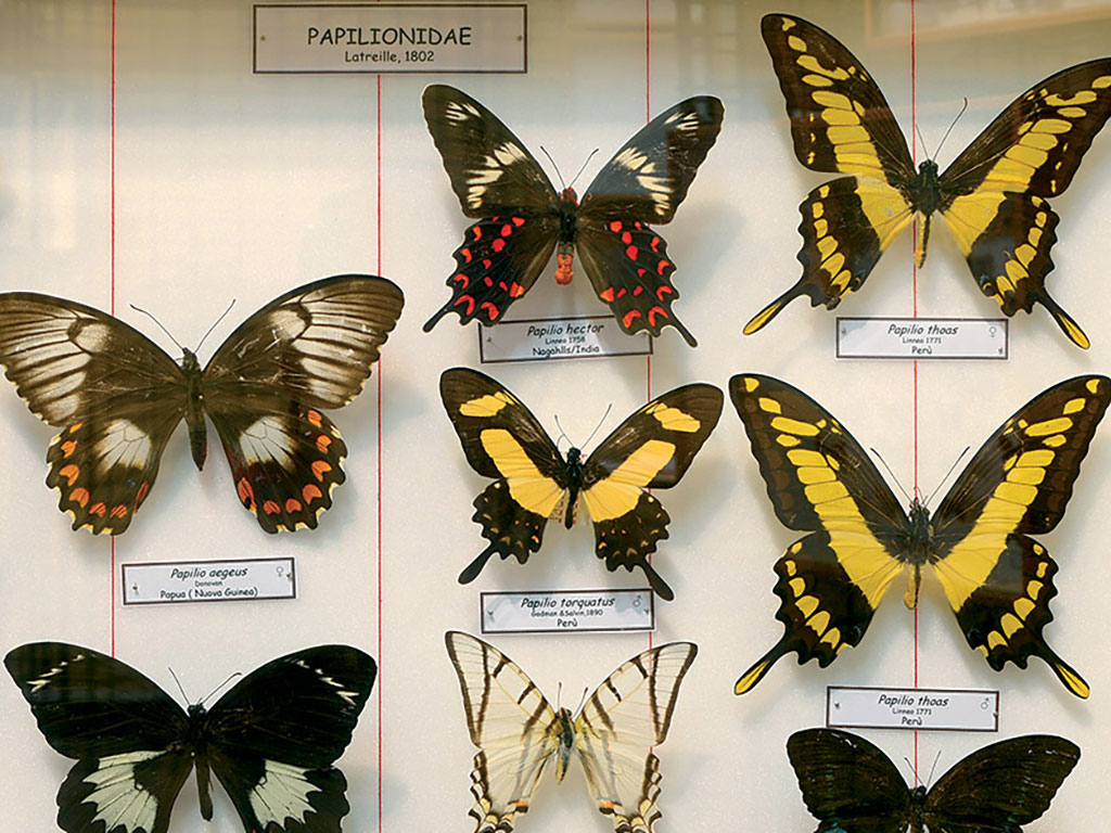 Museo di Storia Naturale di Macerata