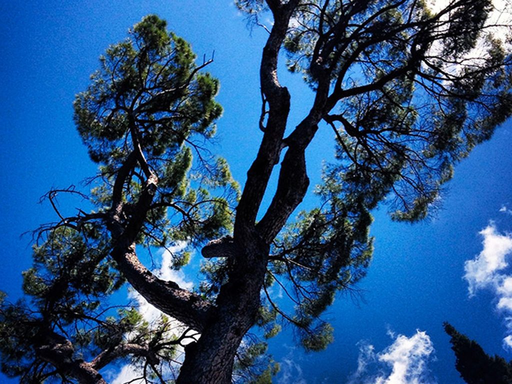 Alberi Monumentali Caldarola