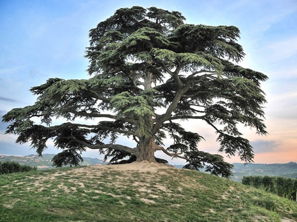 Cedro Labiano