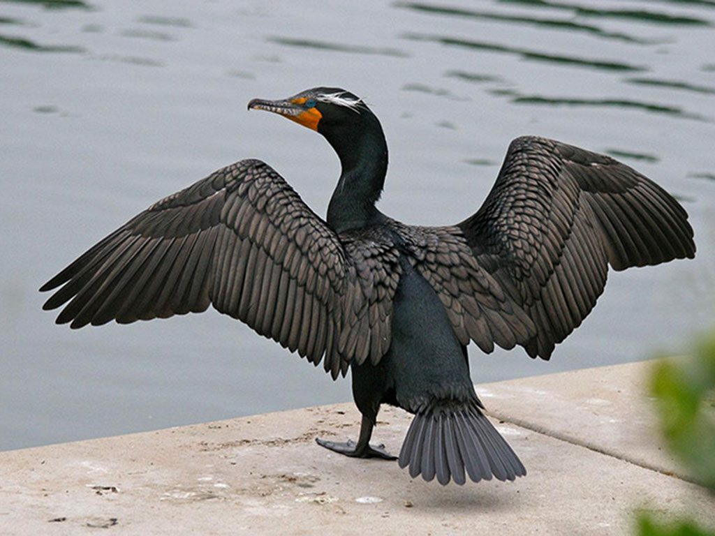 Cormorano