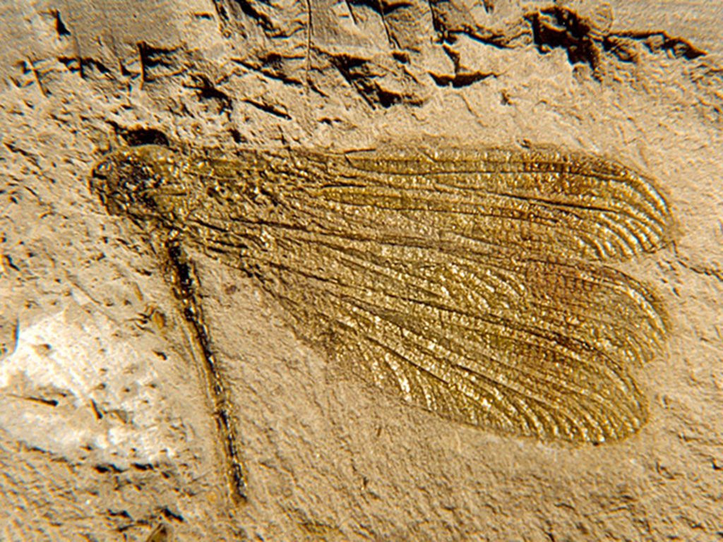 Fossili