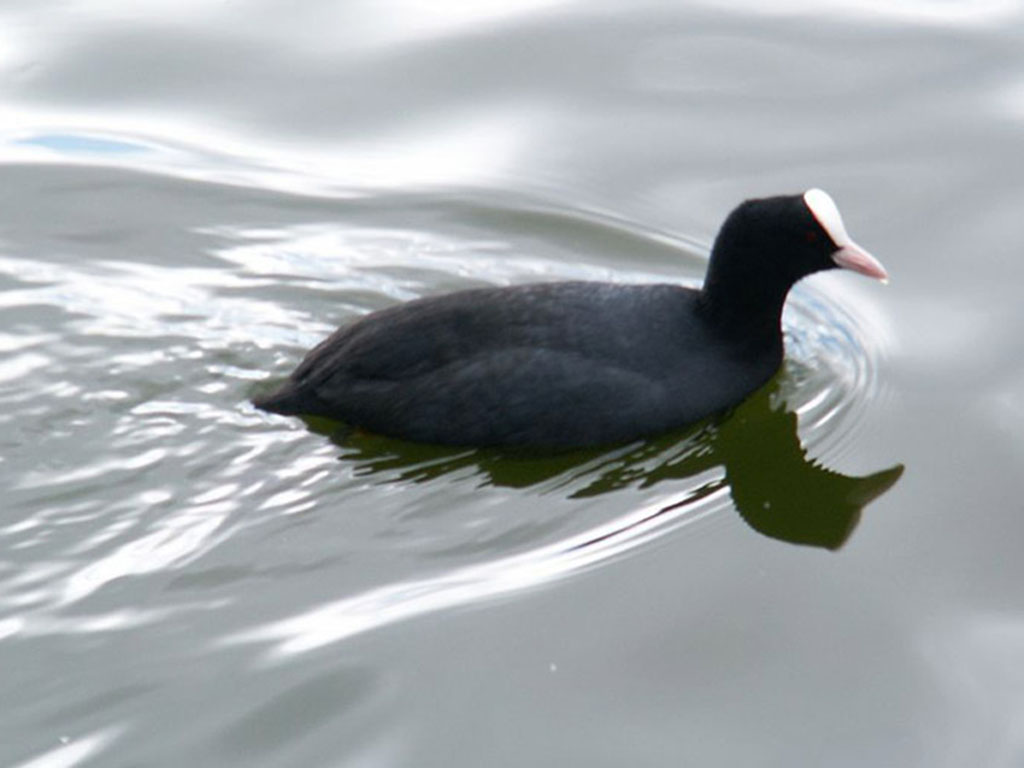 gallinella d'acqua