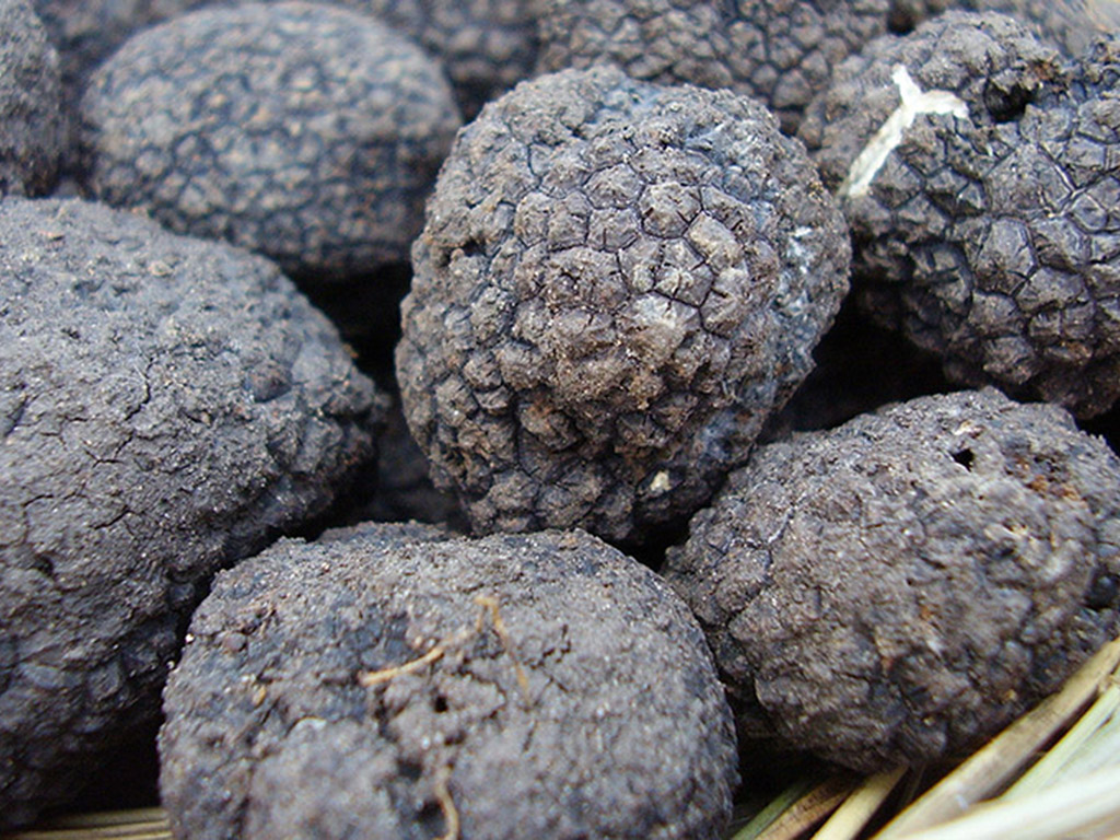 Tartufo Maceratese